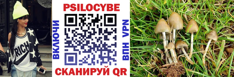 купить Новый Оскол Псилоцибиновые грибы Psilocybe